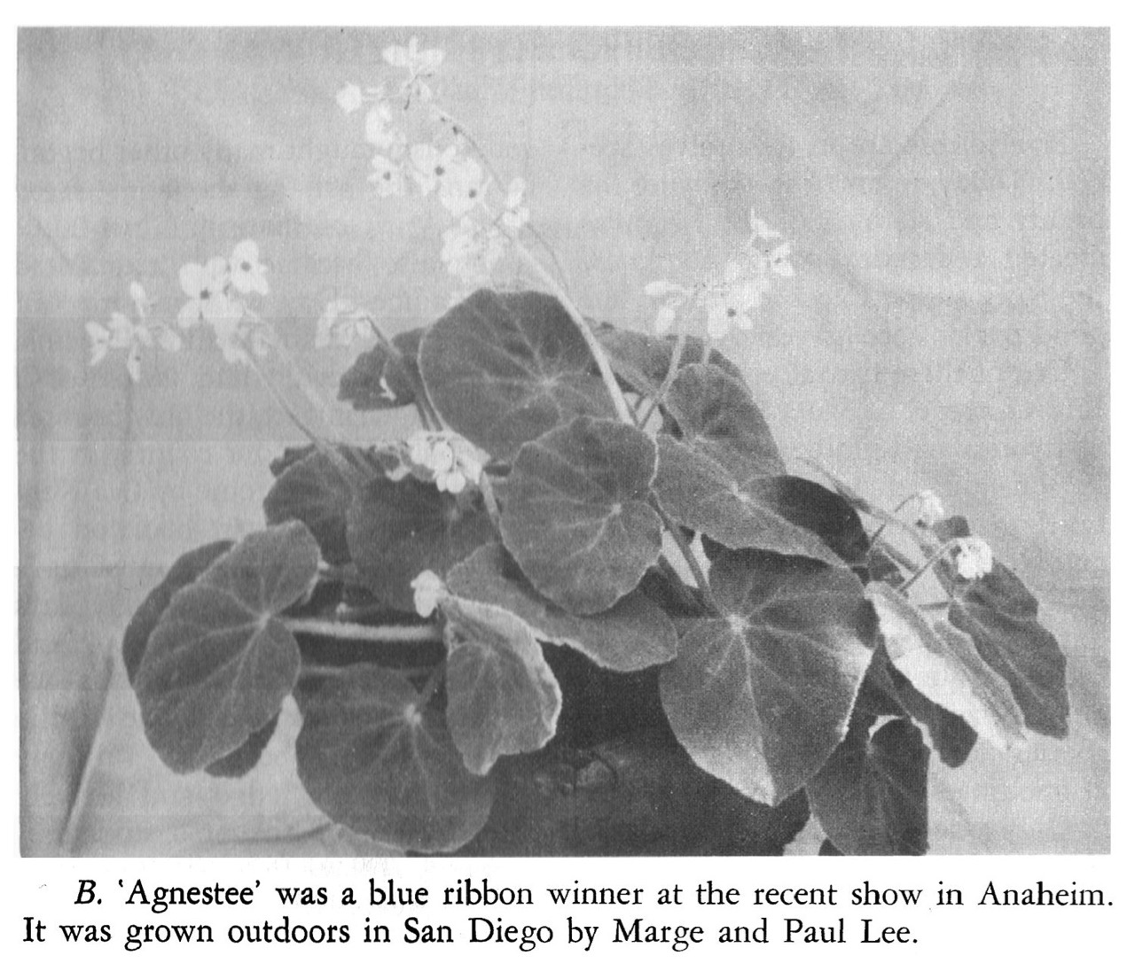 B. ‘Agnestee’